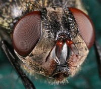 Flyeyes
