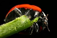 frontal beetle