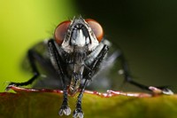 Elefantenfliege