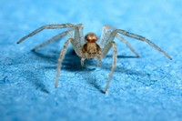 Blaue Spinne