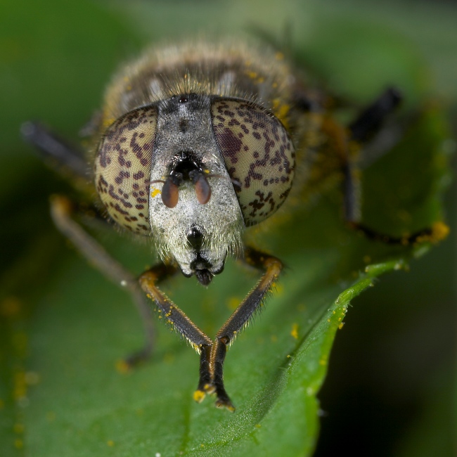 Bitte ... keine Insektenmakros mehr
