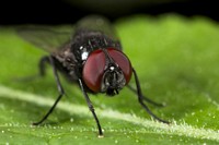 Big Eye Fly