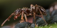 Big_Ant