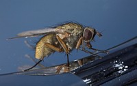 Chromfliege