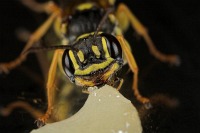 Smiling Wasp