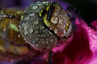 Wet Colours