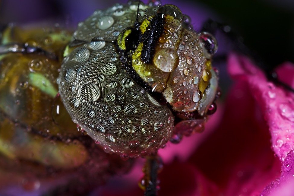 Wet Colours