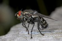 Steppfliege