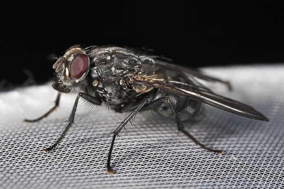 G�hn, noch ne Fliege