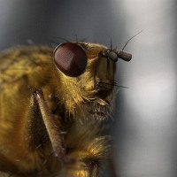 Mistfliegenportait