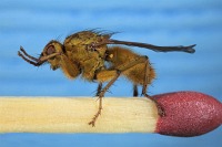 praying fly