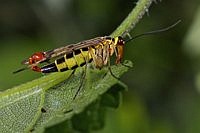 Skorpionfliege