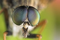 metalliceyes2