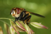 Fliegengewicht