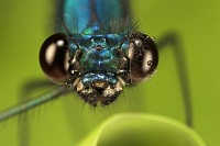 bluemetalic