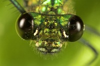 greenmetalic