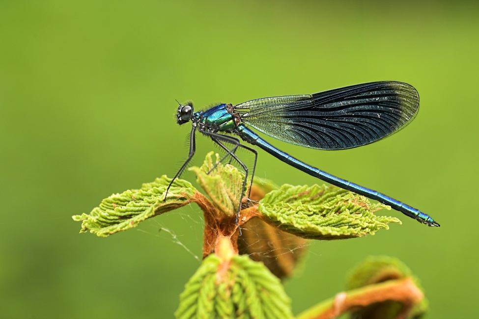 Ich f�hl mich so blau