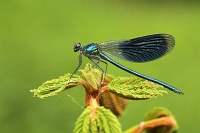 Ich f�hl mich so blau