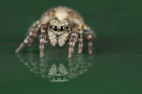Doublejumper