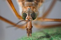 Kein Alien ... nur eine Schnake