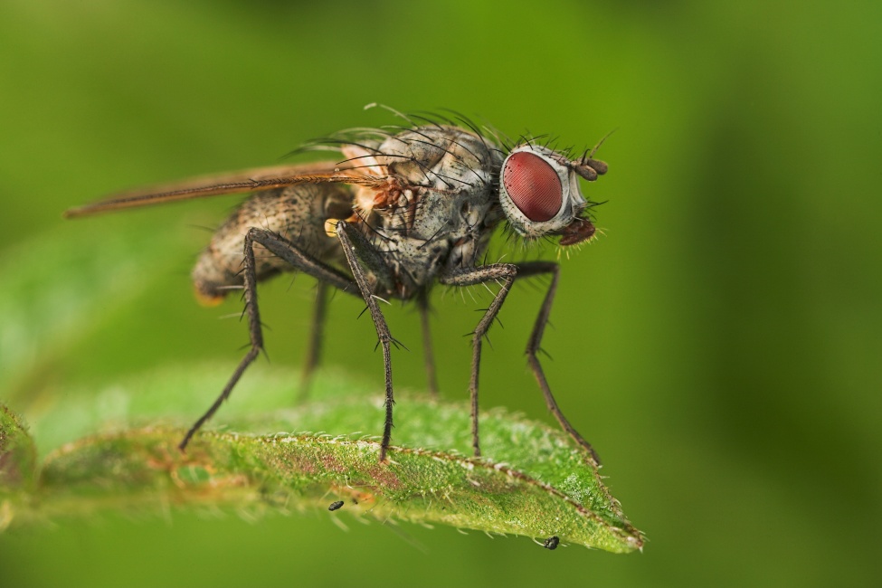 nur eine Fliege