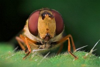 Schwebfliegenpower