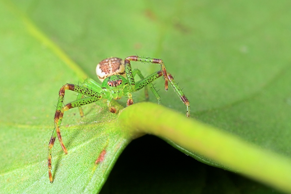 Kobold trifft Spiderman