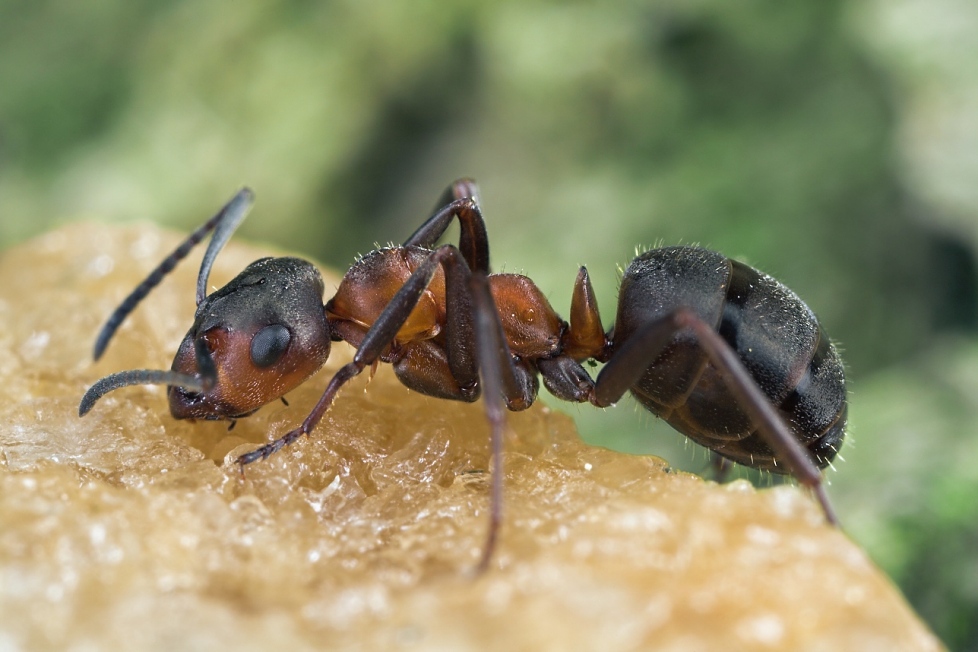 sweet Ant