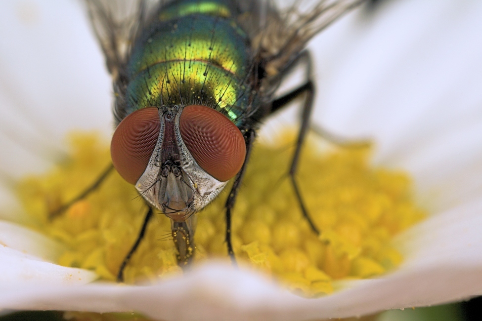 Fliegen lieben Margarita