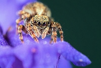Arachno(p)flower