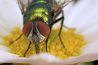 Fliegen lieben Margarita