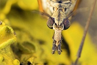 Alien in Yellow