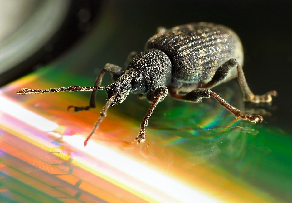 Lets dance