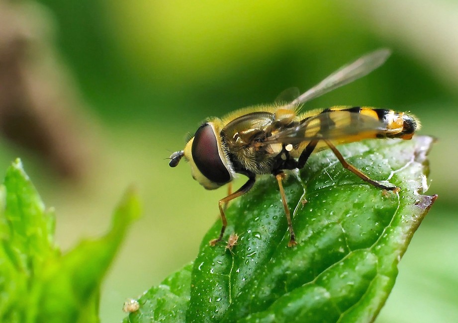 Schwebfliege