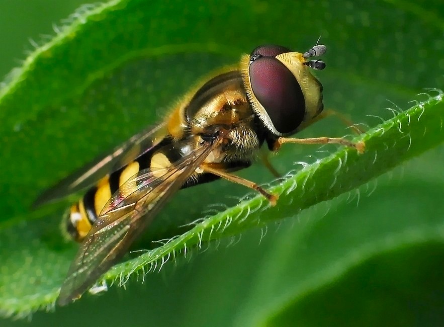 Schwebfliege 2