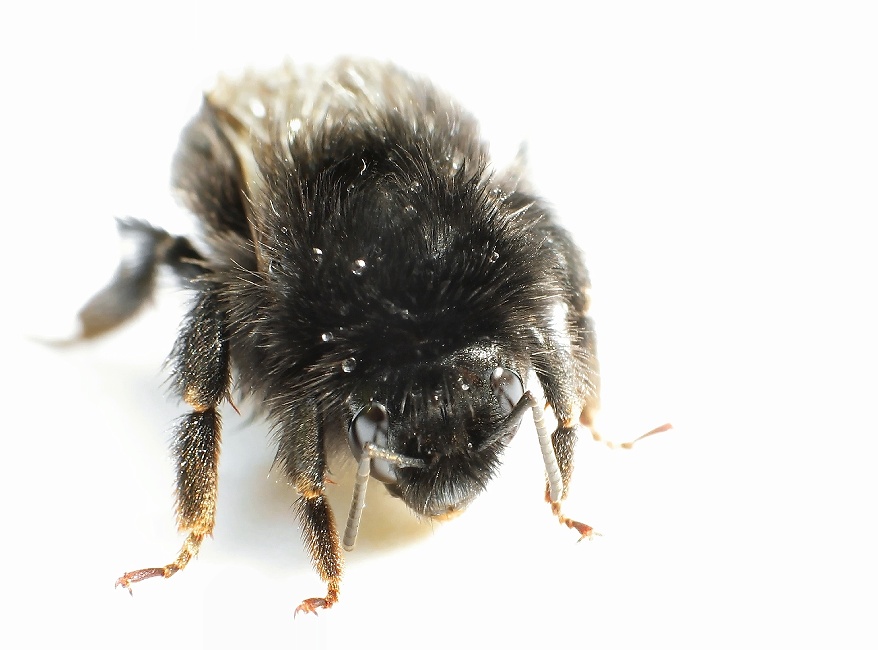 kleine nasse Hummel