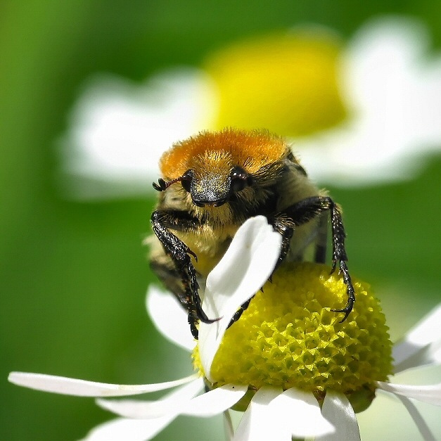 meine Blume