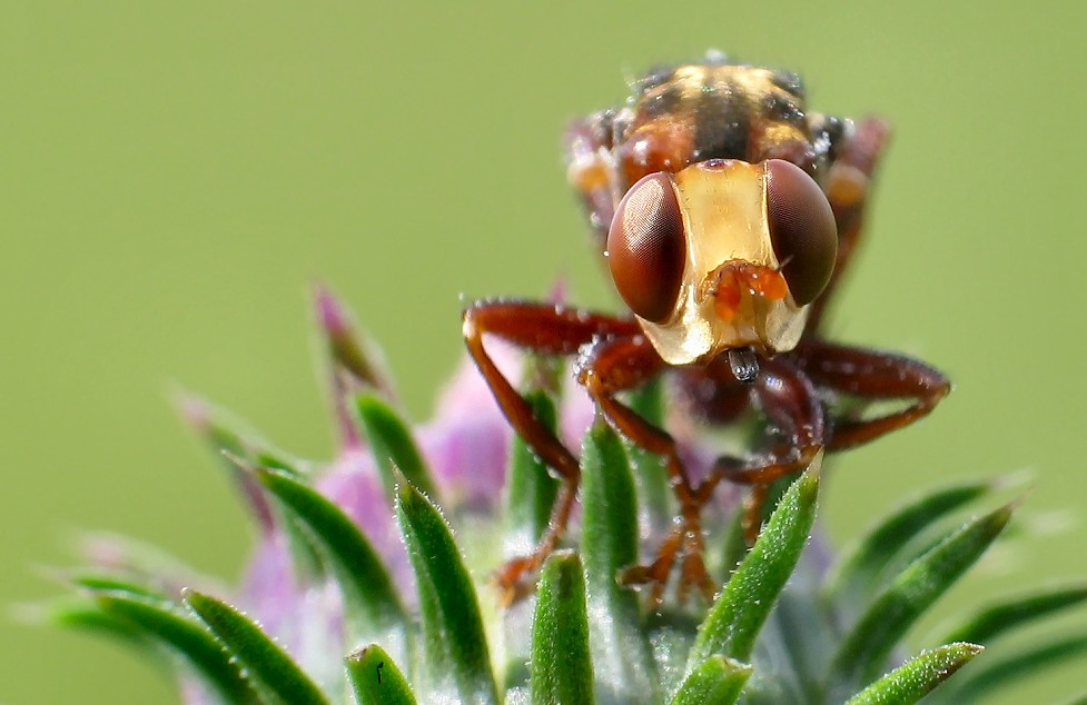 some kind of fly 2
