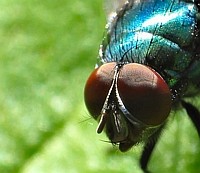 Flyeye2