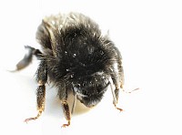 kleine nasse Hummel