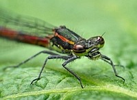 Libelle