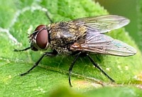 Pelzfliege