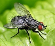 Sarcophaga Carnaria