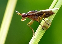 some kind of fly