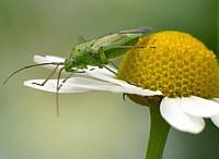 something green