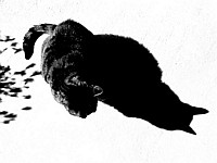 Shadowcat