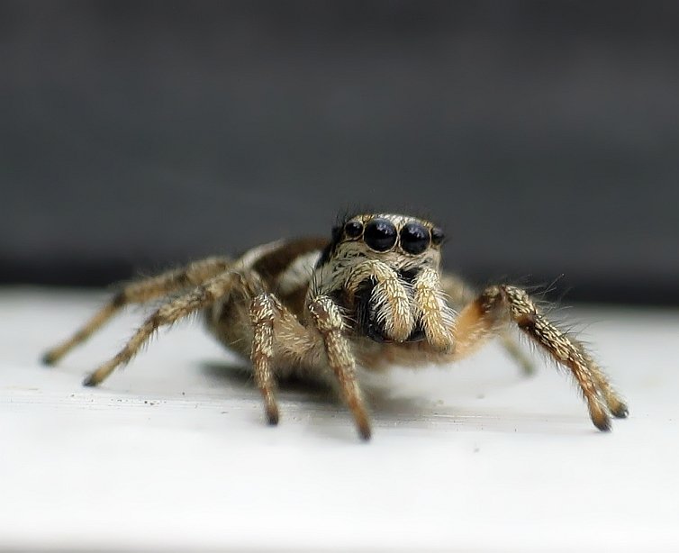 little Spider 2