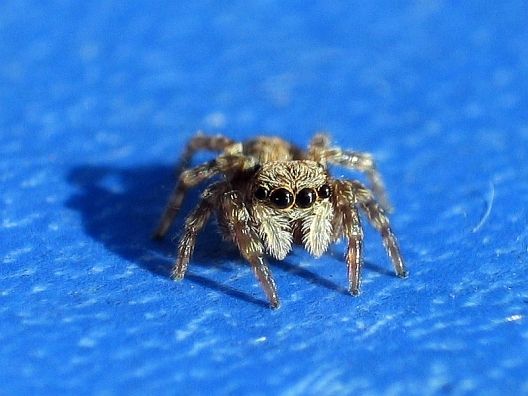 little Spider 7