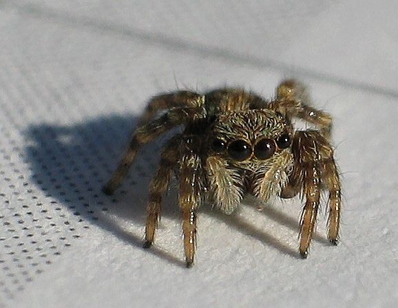 little Spider 3