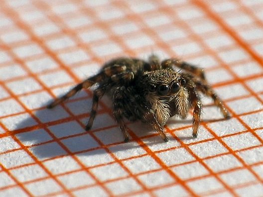 little Spider 1